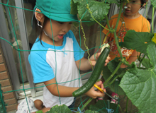 野菜の収穫